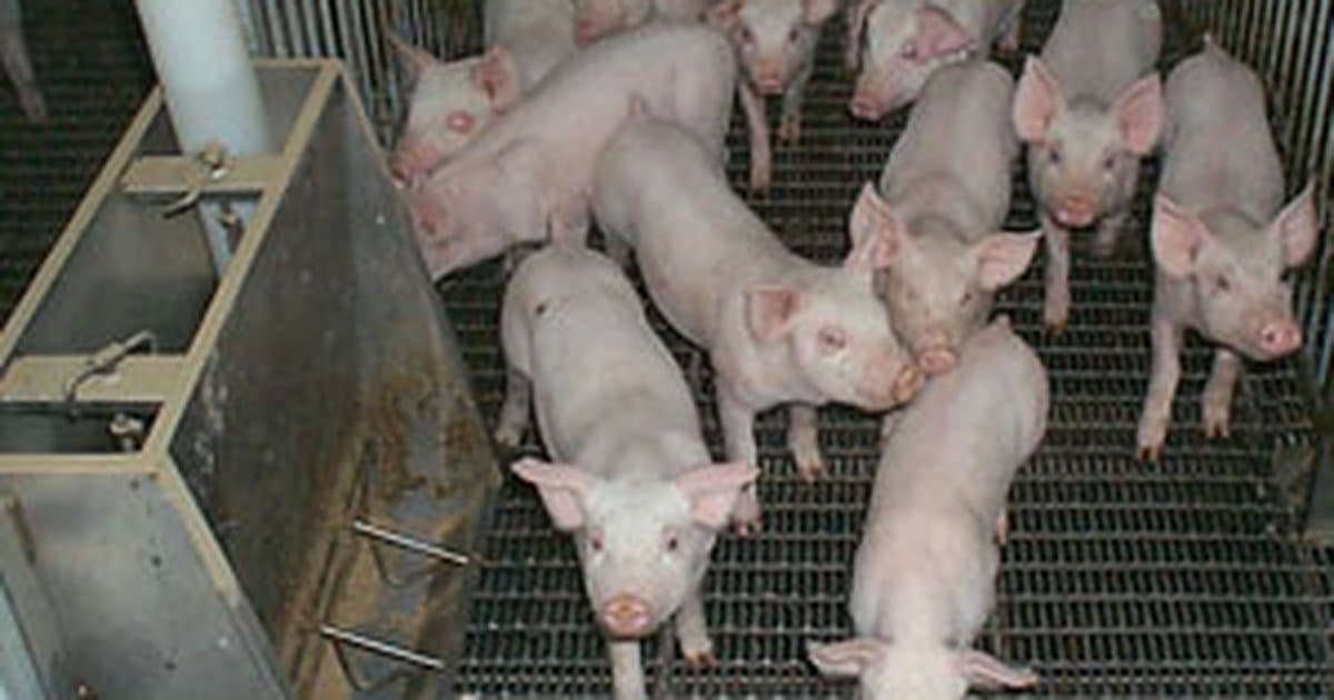 Hog Farm Groundwater Risks for Eastern North Carolina Well Owners